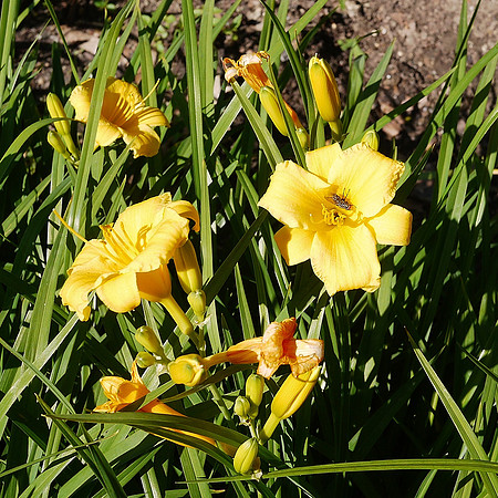 Theodore Roosevelt Park