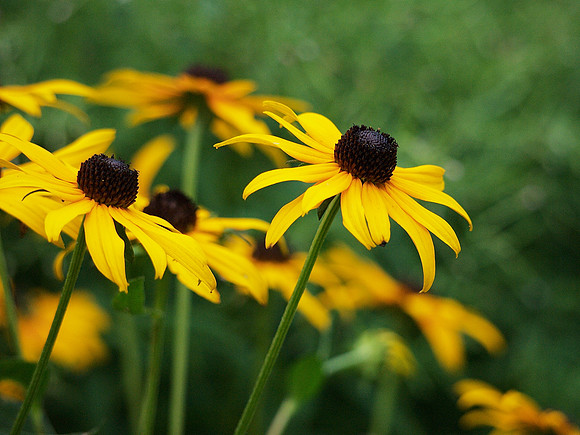 Yellow and Green