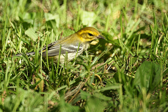 Black-Throated Green Warbler, Central Park