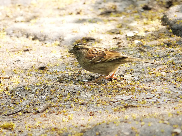 White-Throated Sparrow, Central Park