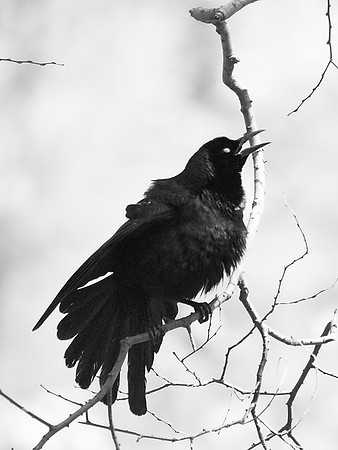 the birds of Spring, such a cheerful sight