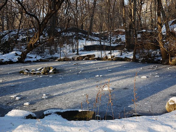 Azalea Pond, Central Park
