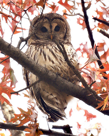 Barred Owl, Central Park