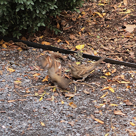 House Sparrows, Bryant Park