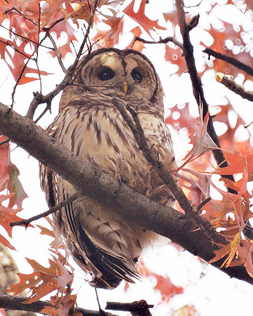 Barred Owl