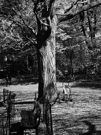 Empty Nest
