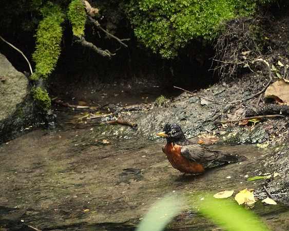 Robin bathing, Central Park