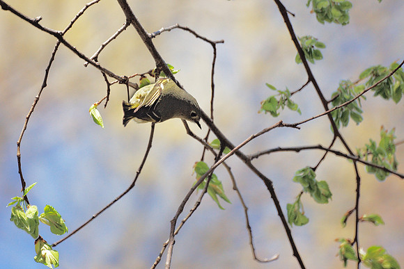 Ruby-Crowned Kinglet, Central Park