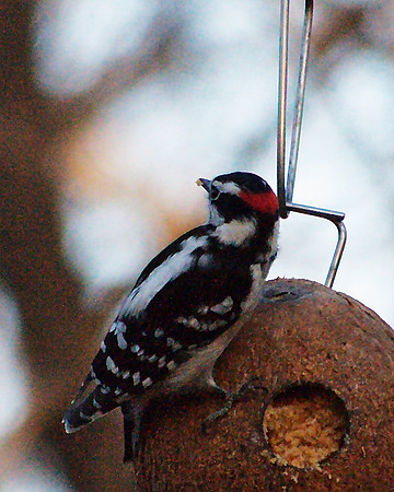 Downy Woodpecker