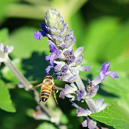 Bee and Salvia