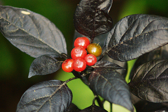 Berries