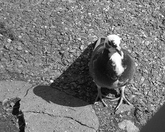 you look like a nice person who might feed a pigeon