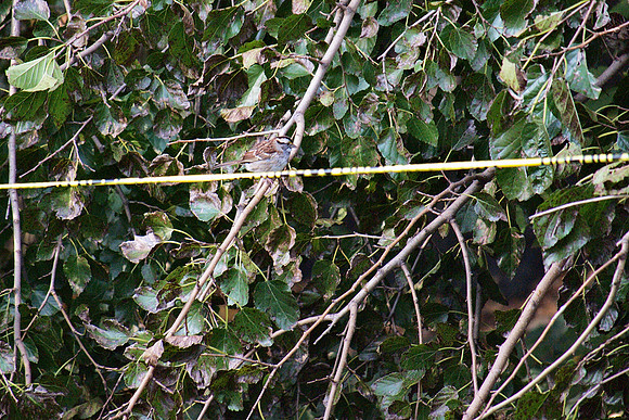 White-Throated Sparrow, Central Park