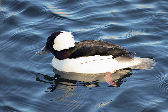 Bufflehead, Central Park