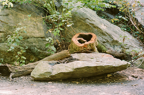 In The Ramble, Central Park