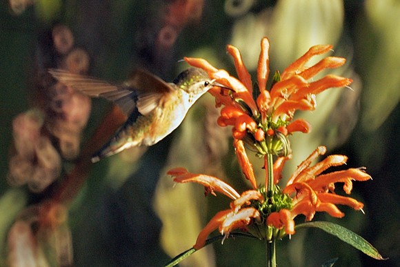 Rufous Hummingbird, Central Park