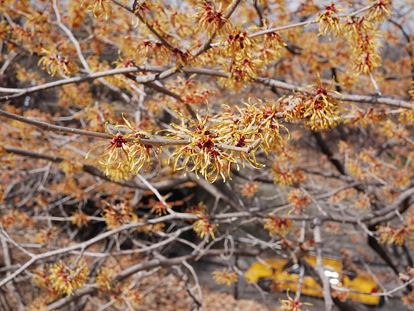 Witch Hazel, Central Park