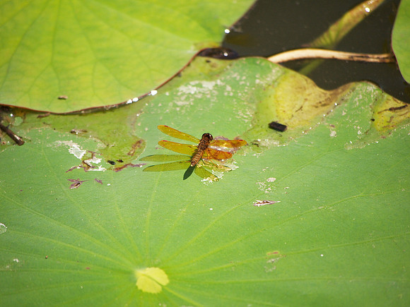 Eastern Amberwing