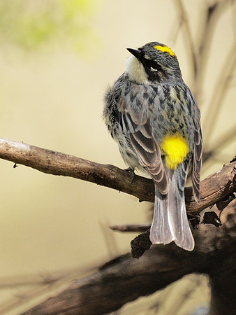 Yellow-Rumped Warbler, Central Park