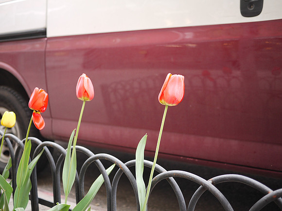 Tulips and truck, Manhattan