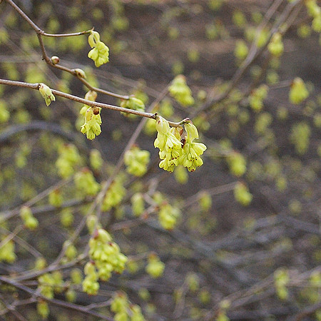 Spring coming