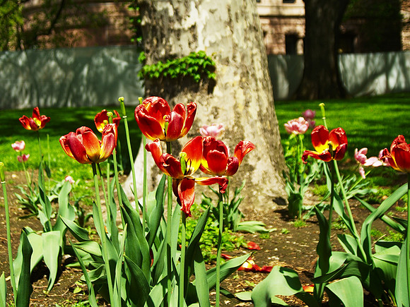 end of the tulips