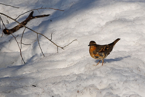 Varied Thrush, Central Park (2011)