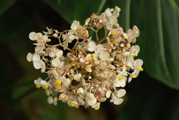 Begonias