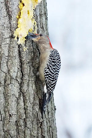 Red-Bellied Woodpecker, Central Park
