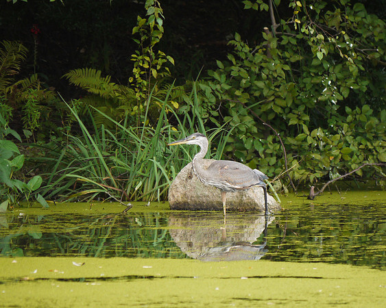 Great Blue Heron, Turtle Pond