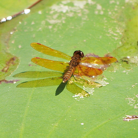 Eastern Amberwing dragonfly, Brooklyn Botanic Garden