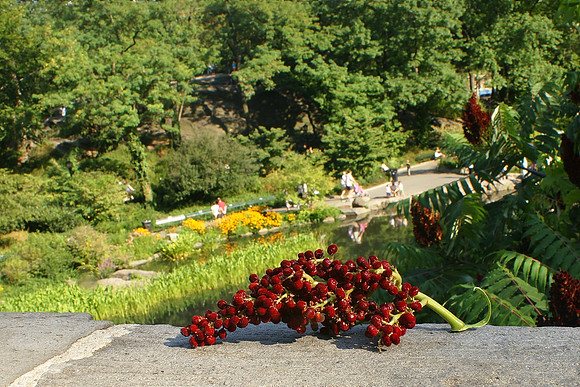 In Central Park