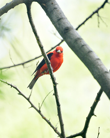 Scarlet Tanager, Central Park