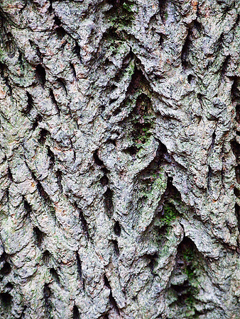 Elm Bark, Central Park