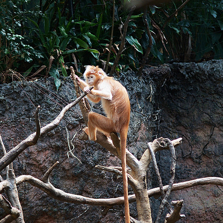 Langur