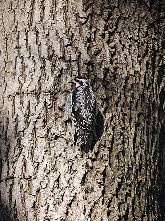 Yellow-Bellied Sapsucker, Central Park