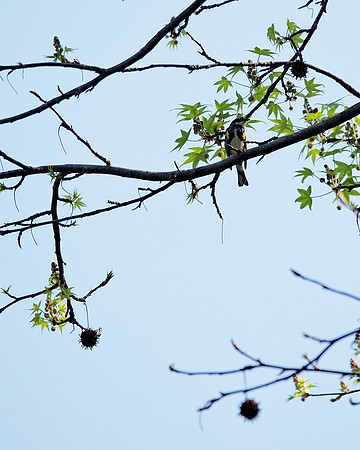 Yellow-Rumped Warbler, Central Park