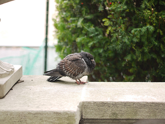 Pigeon, Bryant Park