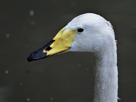 Whistling Swan portrait