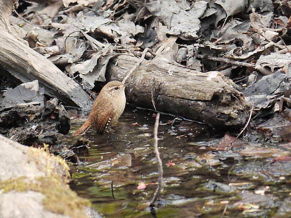 Winter Wren bathing