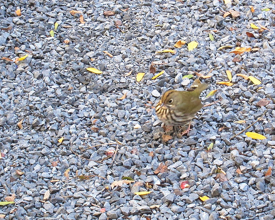 Ovenbird, NY Public Library