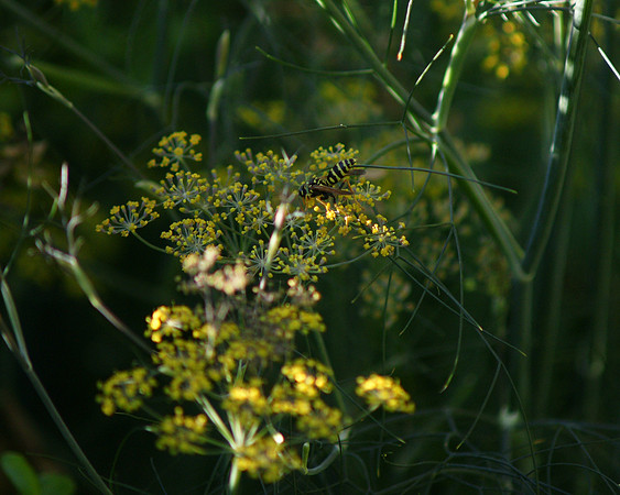 Wasp and Milkweed, Central Park