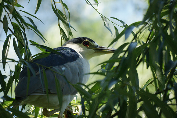 Black-Crowned Night Heron, Turtle Pond