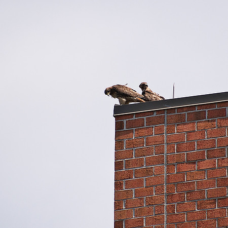 Red-Tailed Hawks