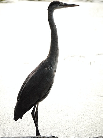 Great Blue Heron, Turtle Pond