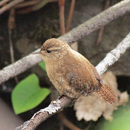 Winter Wren, Central Park