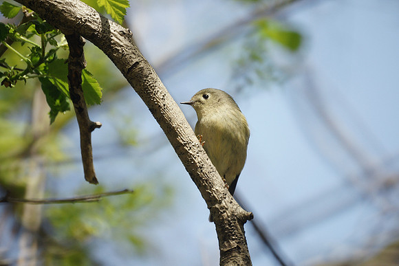 Ruby-Crowned Kinglet, NY Botanical garden