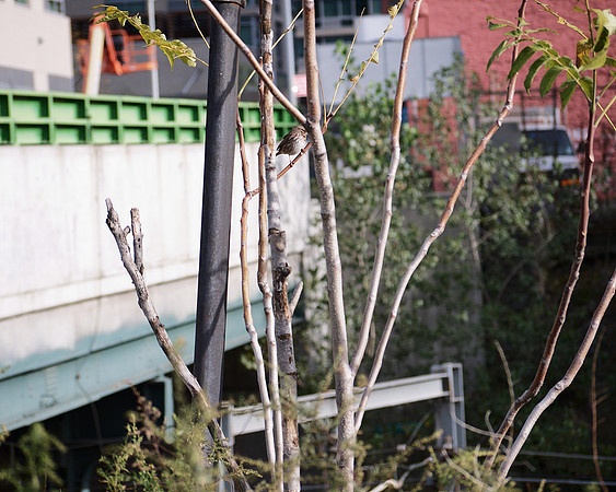 Song Sparrow, Hell's Kitchen