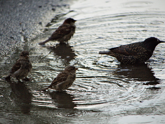 Sparrows and Starling bathing, near Turtle Pond