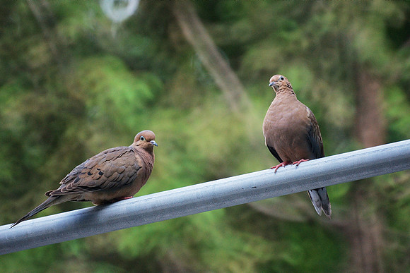 mourning doves